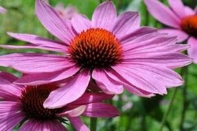 Echinacea sok za liječenje prostatitisa