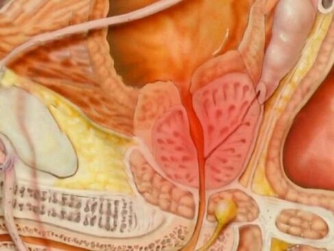 Vrsta zdrave prostate osobe